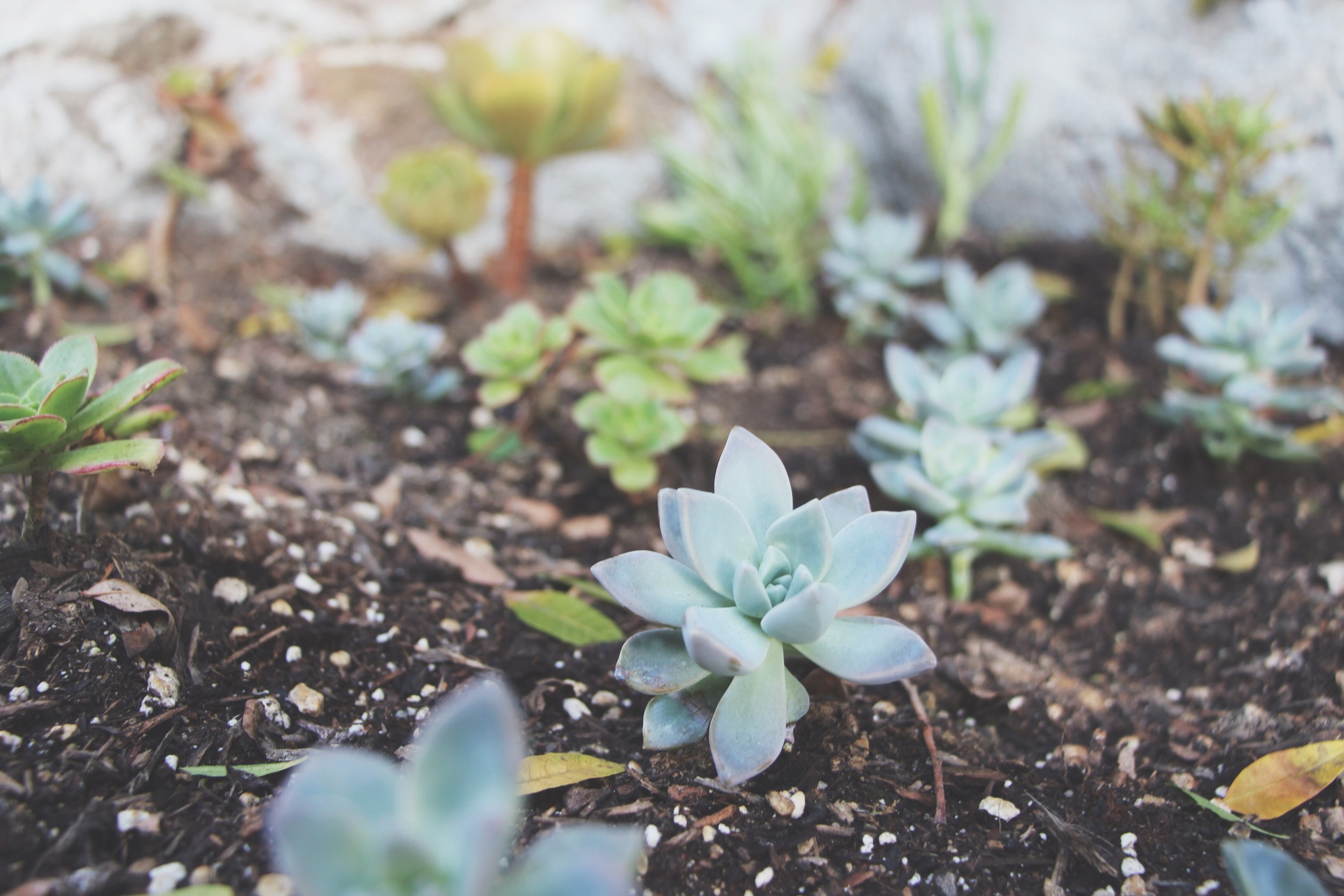 succulent-waterfall-needlesandleaves-net.jpg